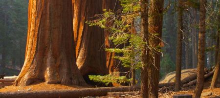 redwoods off Crescent City - 199 Hwy